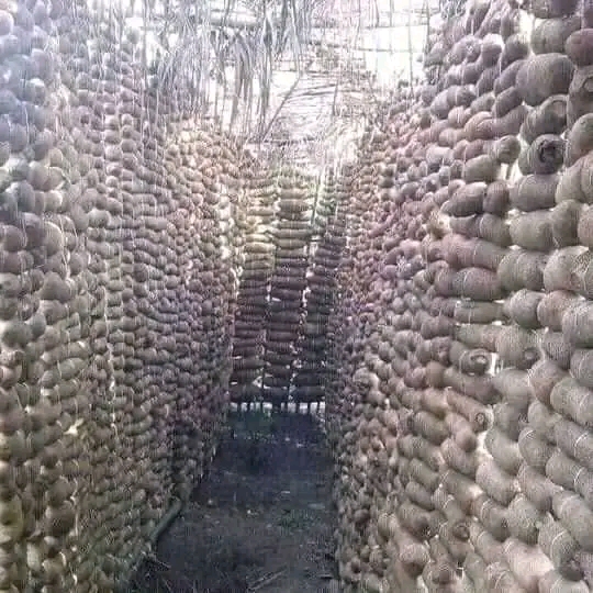 What You Need To Know About Mbaise New Yam Festival; Origin And Significance. 5